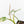 Philodendron Domesticum Marble Variegated (wk25-C)
