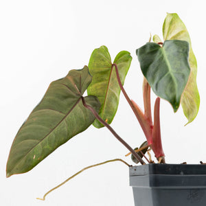 Philodendron 'El Choco Red' x 'Billietiae' Variegated (wk19-I)