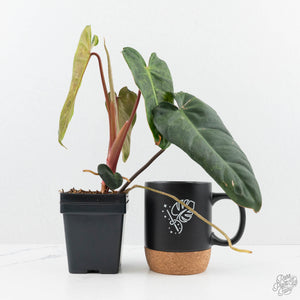 Philodendron 'El Choco Red' x 'Billietiae' Variegated (wk19-I)