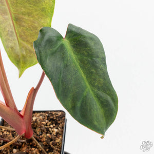 Philodendron 'El Choco Red' x 'Billietiae' Variegated (wk19-I)