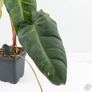 Philodendron 'El Choco Red' x 'Billietiae' Variegated (wk19-I)