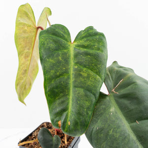 Philodendron 'El Choco Red' x 'Billietiae' Variegated (wk19-I)