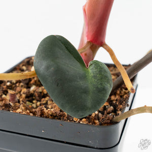 Philodendron 'El Choco Red' x 'Billietiae' Variegated (wk19-I)