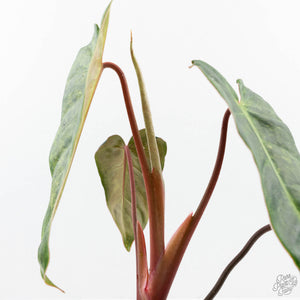 Philodendron 'El Choco Red' x 'Billietiae' Variegated (wk19-I)