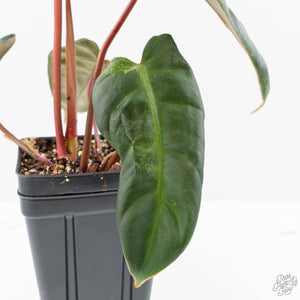 Philodendron 'El Choco Red' x 'Billietiae' Variegated (wk22-S)