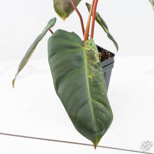 Philodendron 'El Choco Red' x 'Billietiae' Variegated (wk22-S)