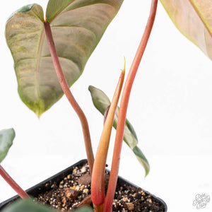 Philodendron 'El Choco Red' x 'Billietiae' Variegated (wk22-S)