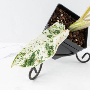 Philodendron 'Emerald Ice' (wk32-L177)