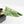 Philodendron 'Emerald Ice' (wk32-L177)