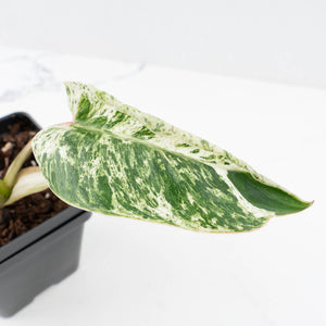 Philodendron 'Emerald Ice' (wk32-L177)