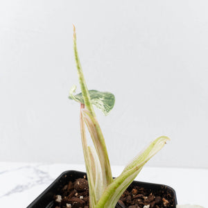 Philodendron 'Emerald Ice' (wk32-L177)