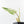 Philodendron 'Emerald Ice' (wk32-L177)