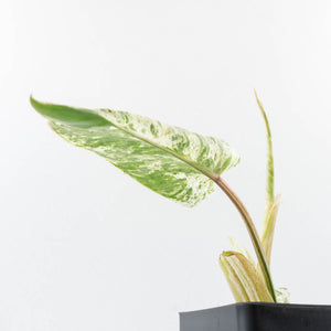Philodendron 'Emerald Ice' (wk32-L177)
