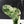 Philodendron 'Emerald Ice' (wk38-L274)