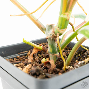 Philodendron 'Emerald Queen' Variegated (wk13-J)