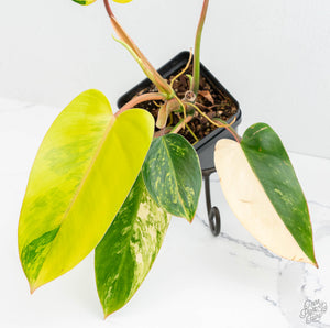 Philodendron 'Emerald Queen' Variegated (wk13-J)