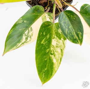 Philodendron 'Emerald Queen' Variegated (wk13-J)