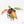 Philodendron 'Persimmon Princess' (wk22-E)