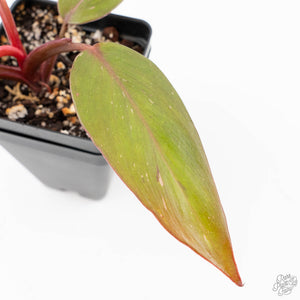 Philodendron 'Persimmon Princess' (wk22-E)