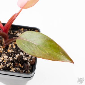 Philodendron 'Persimmon Princess' (wk22-E)