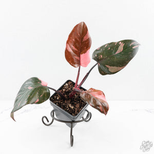 Philodendron erubescens 'Pink Princess' (wk24-I) - Legacy