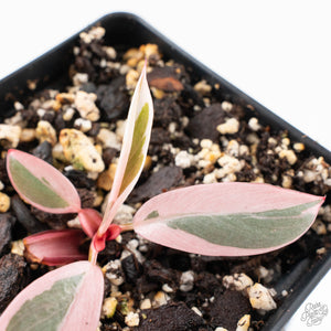 Philodendron 'Pink Princess' Outer Variegated (wk28-B)