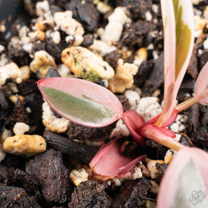 Philodendron 'Pink Princess' Outer Variegated (wk28-B)