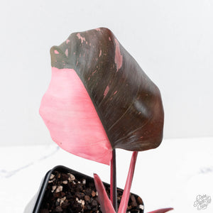 Philodendron erubescens 'Pink Princess' Variegated - Legacy (wk28-C)