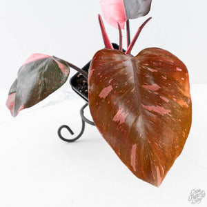 Philodendron erubescens 'Pink Princess' Variegated - Legacy (wk28-C)