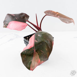 Philodendron erubescens 'Pink Princess' Variegated - Legacy (wk28-C)