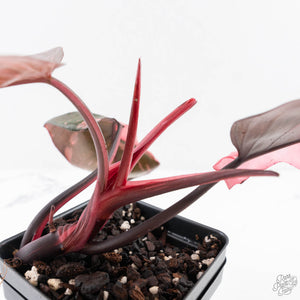 Philodendron erubescens 'Pink Princess' Variegated - Legacy (wk28-C)