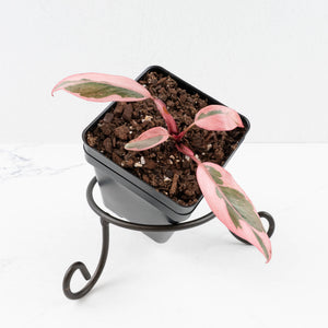 Philodendron 'Pink Princess' Outer Variegated (wk31-P)