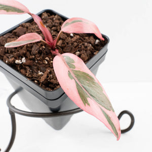 Philodendron 'Pink Princess' Outer Variegated (wk31-P)