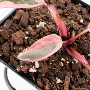 Philodendron 'Pink Princess' Outer Variegated (wk31-P)