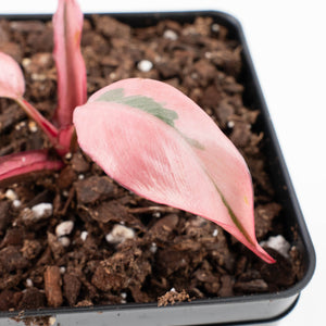 Philodendron 'Pink Princess' Outer Variegated (wk31-P)