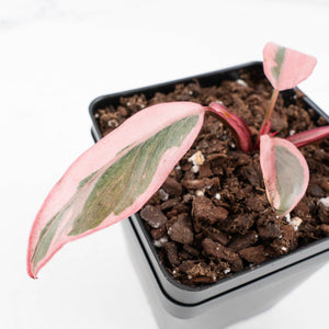 Philodendron 'Pink Princess' Outer Variegated (wk31-P)