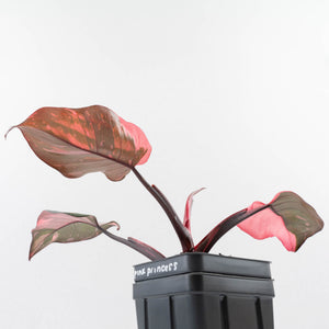 Philodendron erubescens 'Pink Princess' Variegated - Legacy (wk34-L78)