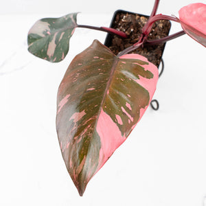 Philodendron erubescens 'Pink Princess' Variegated - Legacy (wk34-L79)