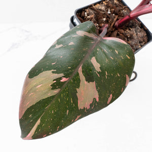 Philodendron erubescens 'Pink Princess' Variegated - Legacy (wk34-L79)