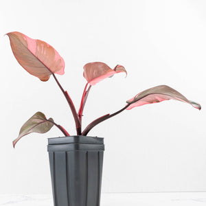 Philodendron erubescens 'Pink Princess' Variegated - Legacy (wk34-L79)