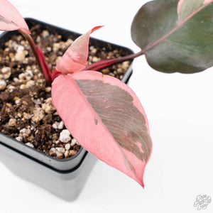 Philodendron 'Pink Princess' Outer Variegated (wk20-N)