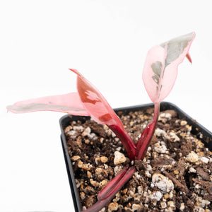 Philodendron 'Pink Princess' Outer Variegated (wk20-N)