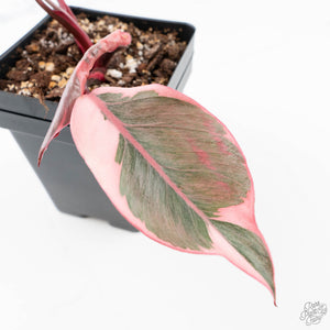 Philodendron 'Pink Princess' Outer Variegated (wk21-M)