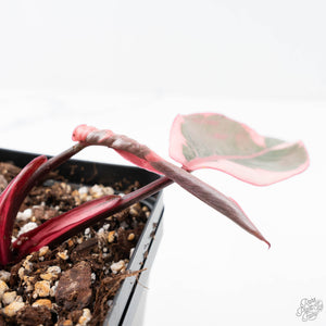 Philodendron 'Pink Princess' Outer Variegated (wk21-M)