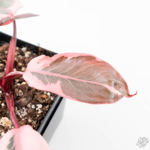 Philodendron 'Pink Princess' Outer Variegated (wk21-M)