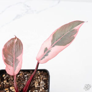 Philodendron 'Pink Princess' Outer Variegated (wk21-M)