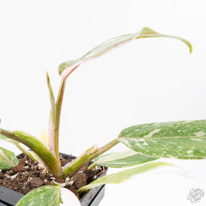 Philodendron 'Scarlet Princess' ('Red Anderson' Mutation) Variegated (wk20-G)