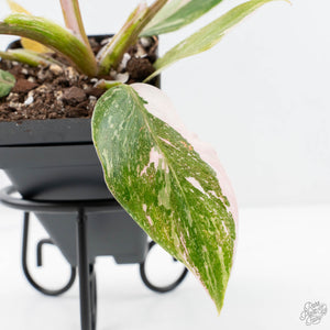Philodendron 'Scarlet Princess' ('Red Anderson' Mutation) Variegated (wk20-G)