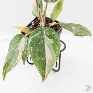 Philodendron 'Scarlet Princess' ('Red Anderson' Mutation) Variegated (wk20-G)