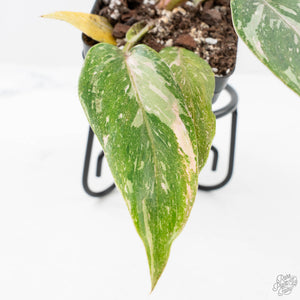 Philodendron 'Scarlet Princess' ('Red Anderson' Mutation) Variegated (wk20-G)